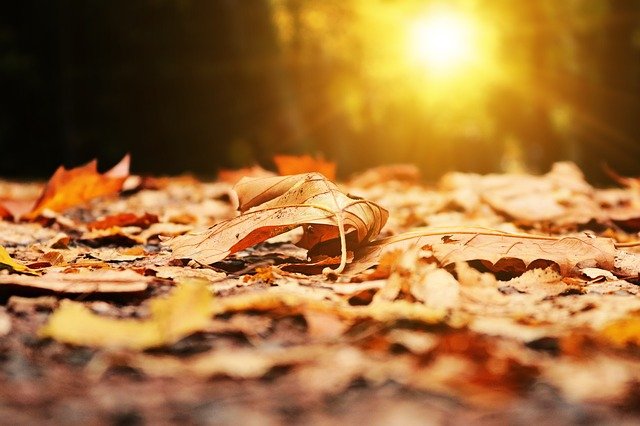 秋の朝日の差す、森と落ち葉。