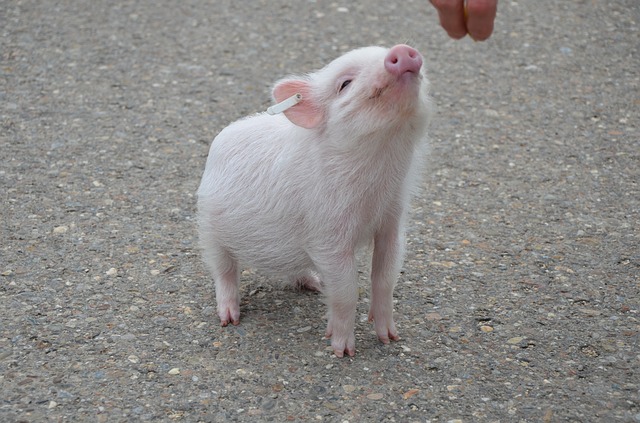 耳にタグの付いたかわいらしい子豚が人の手からエサを貰う写真