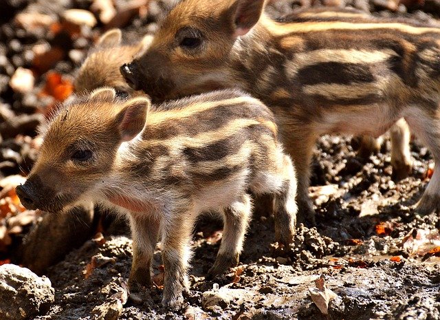 縞模様の赤ちゃん猪が数匹で並んで立っている写真